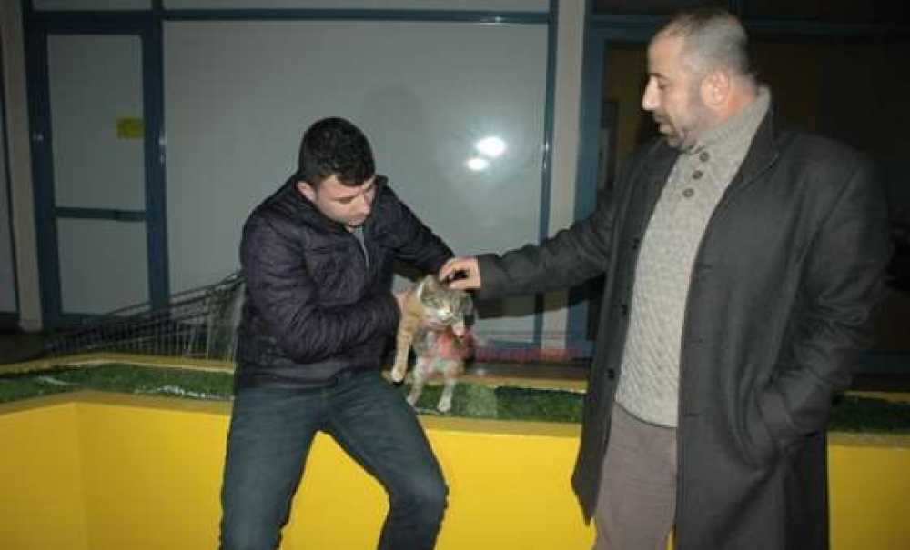 Gebe Kediye Esnaf Sahip Çıktı