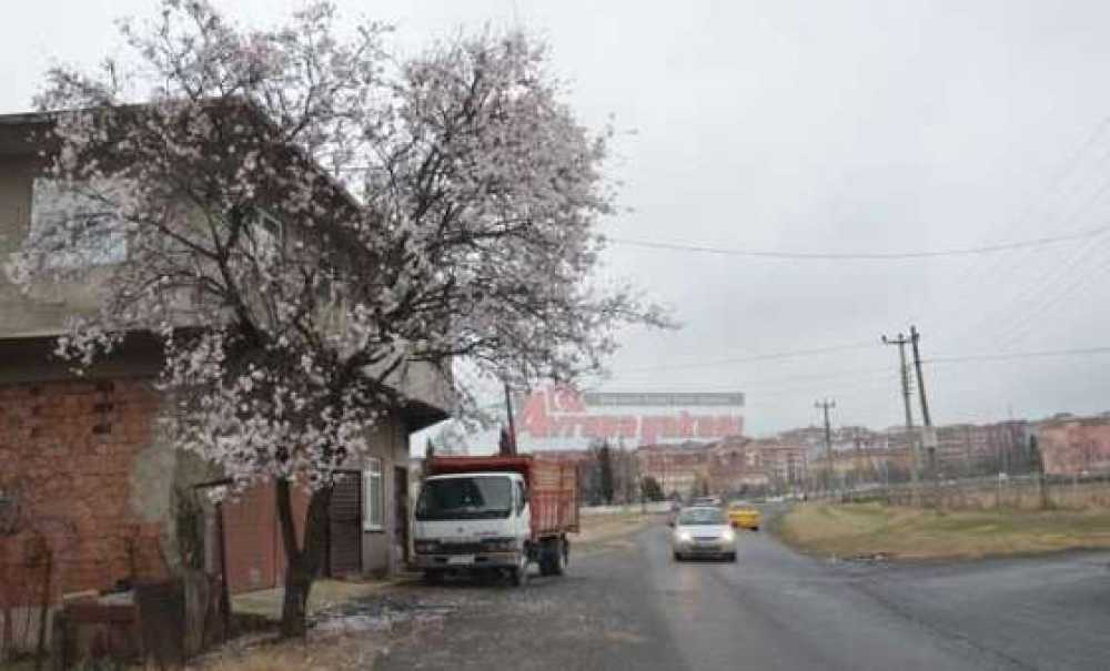 Ağaçlar Çiçek Açtı