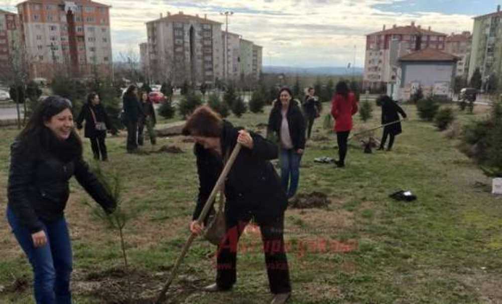 Chp`li Gençlerin Dikili Ağacı Var