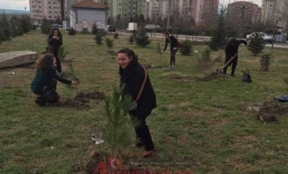Chp`li Gençlerin Dikili Ağacı Var