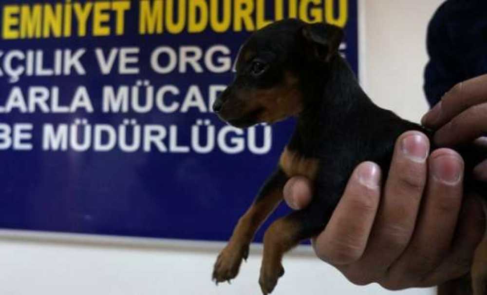 Köpek Yavruları, Polislere Emanet