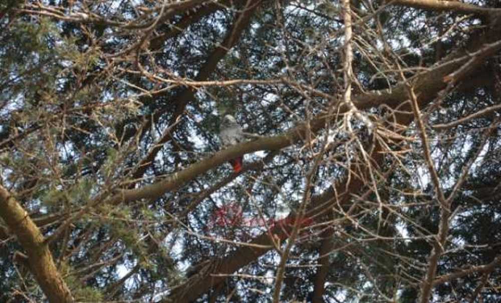 Papağan Kurtarma Operasyonu