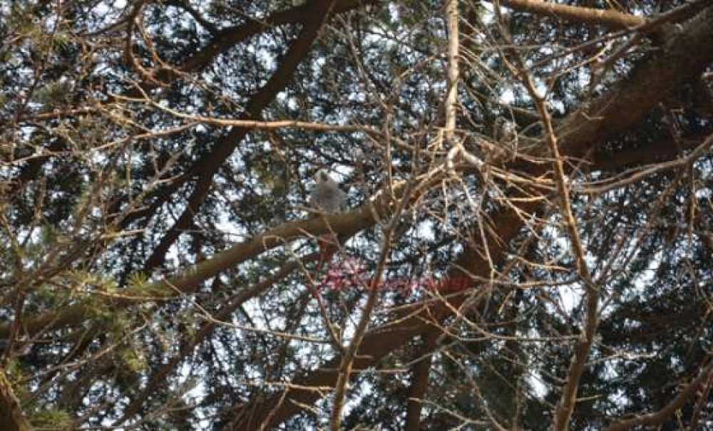 Papağan Kurtarma Operasyonu