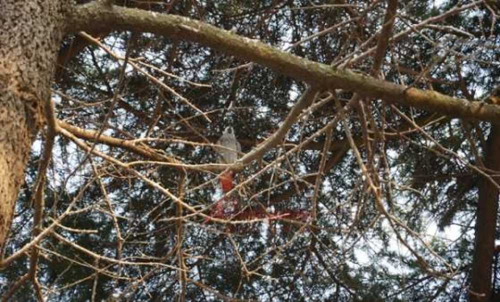 Papağan Kurtarma Operasyonu