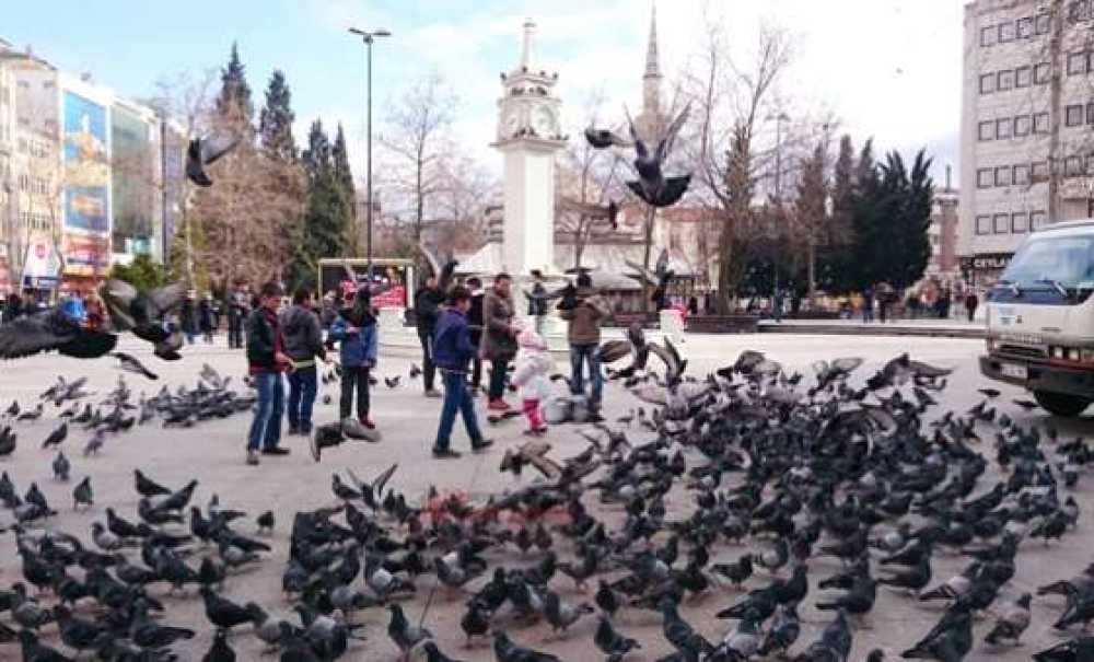 Soğuk Hava Güvercinleri De Etkiledi