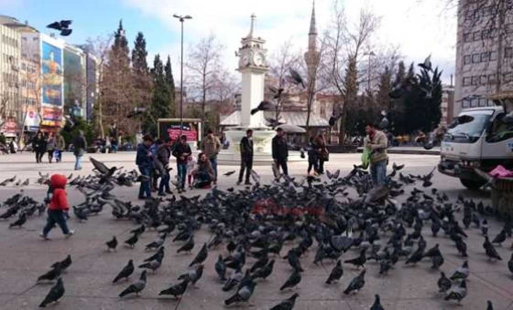 Soğuk Hava Güvercinleri De Etkiledi
