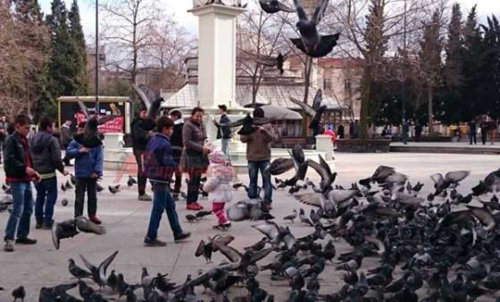 Soğuk Hava Güvercinleri De Etkiledi