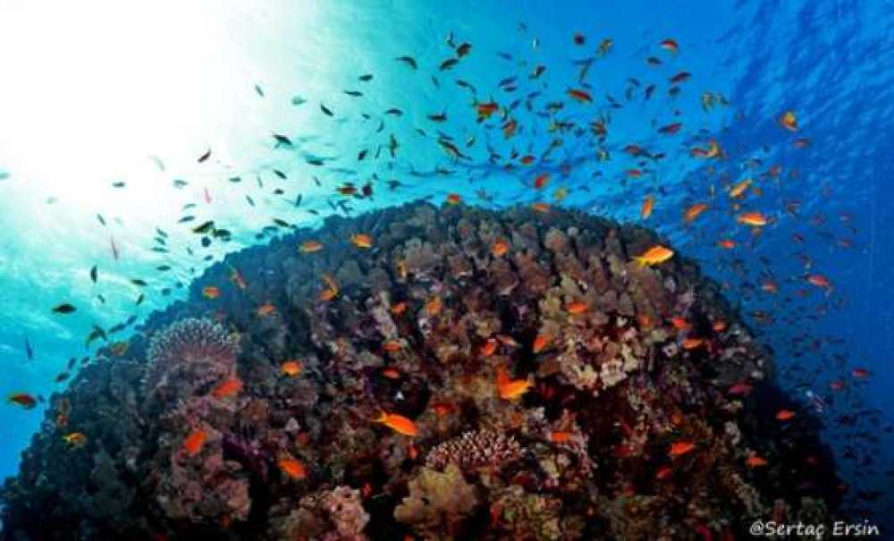 Orion`da Otizmli Çocuklar İçin Sergi Açılacak