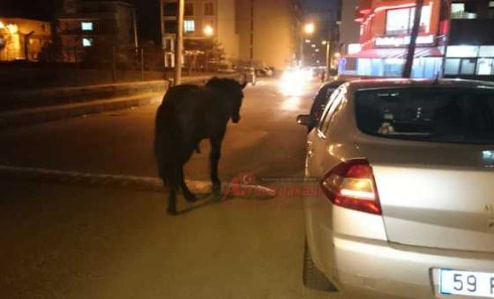 Başıboş At Trafiği Tehlikeye Düşürdü