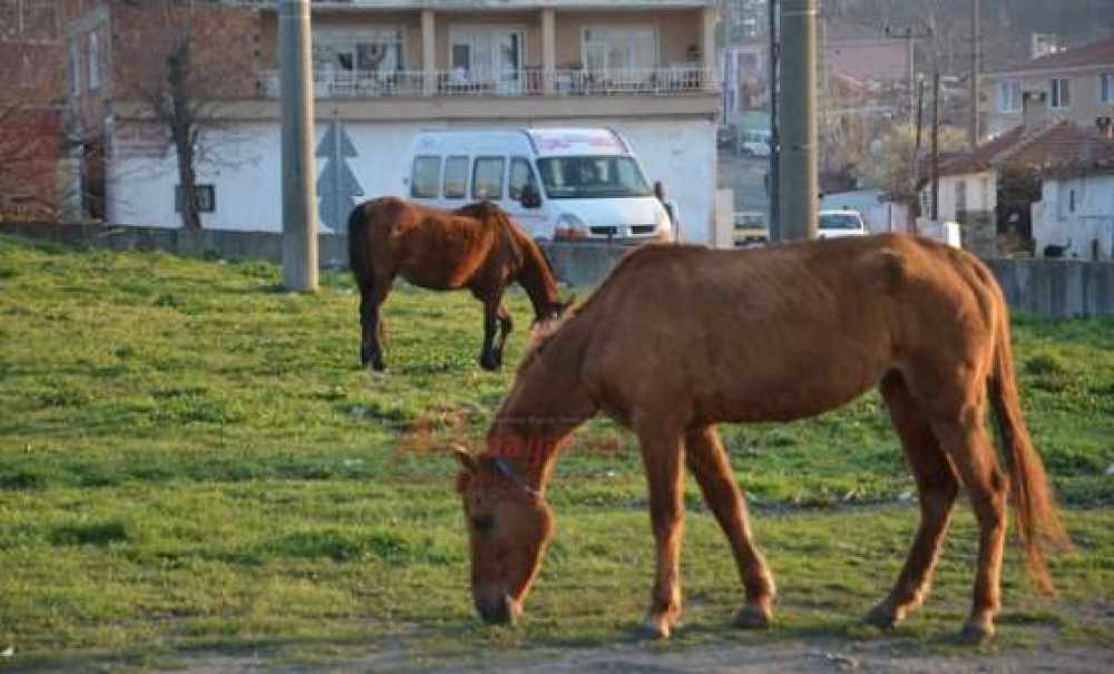 Yol Kenarındaki Atlar Tehlike Saçıyor