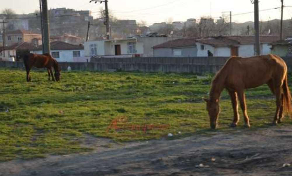 Yol Kenarındaki Atlar Tehlike Saçıyor