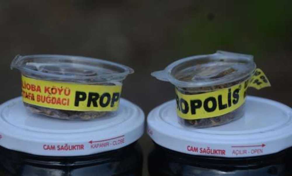 Doğal Antibiyotik: Propolis