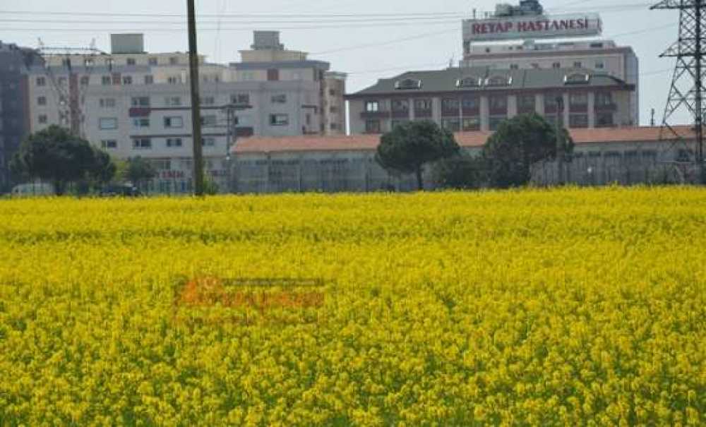 Bahar Mevsimi Renklendirdi