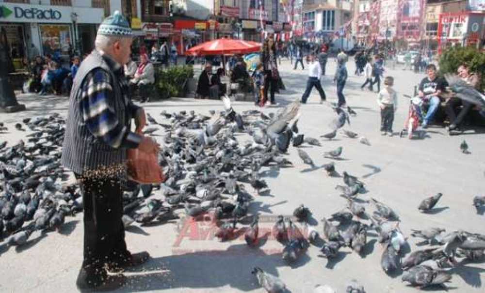 Güvercinler 7`den 70`e Herkesin İlgisini Çekiyor