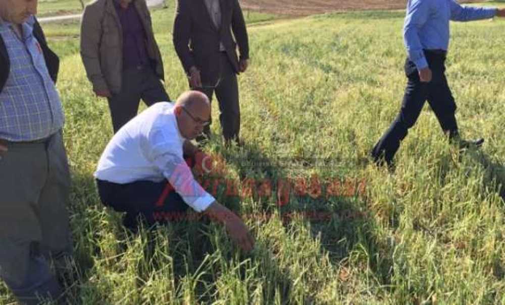 Ak Parti Milletvekili Adayı Akgün Çiftçileri Ziyaret Etti