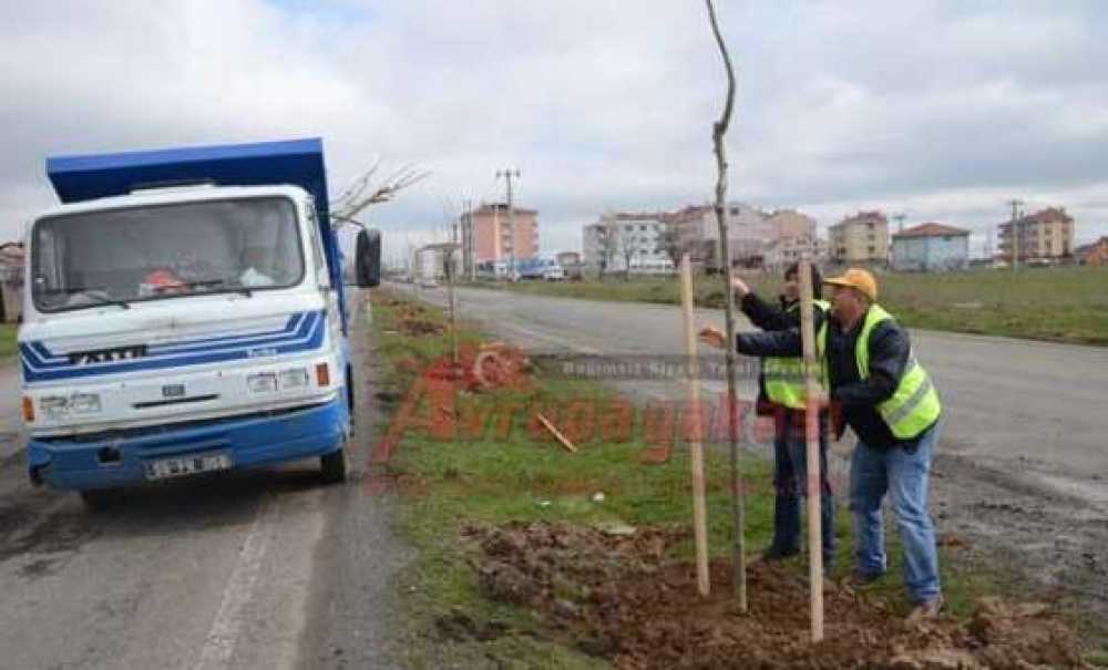 Çorlu'da Ağaçlandırma Çalışması