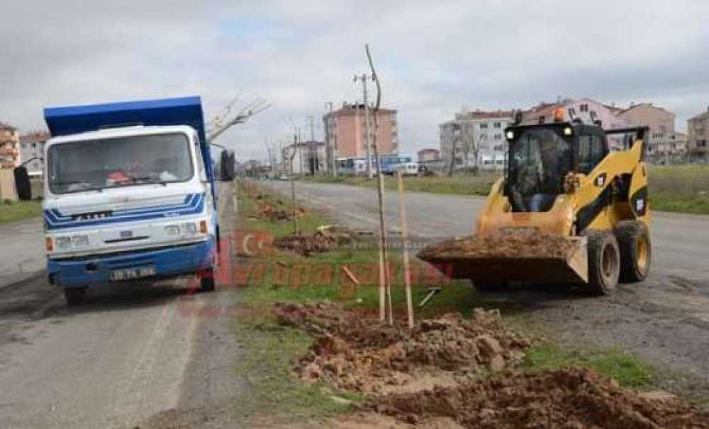 Çorlu'da Ağaçlandırma Çalışması