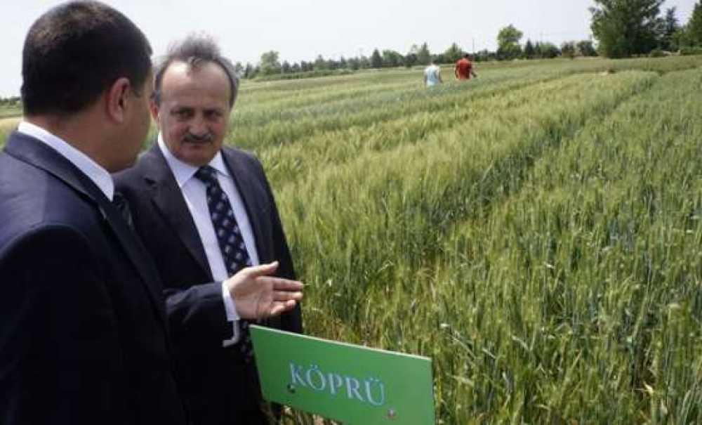 Çiftçilere Yeni Buğday Çeşitleri Tanıtıldı