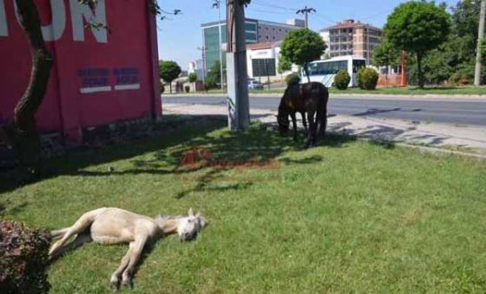 Parklarda Atlar Otluyor