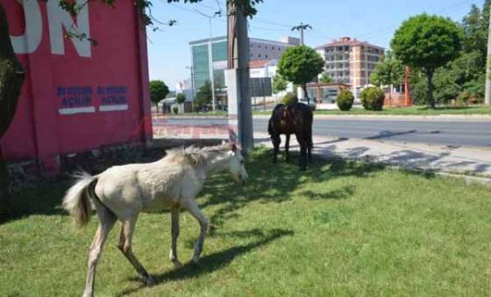 Parklarda Atlar Otluyor