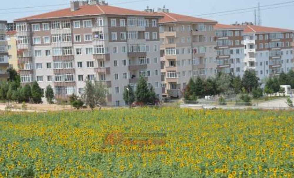 Ayçiçeği Tarlaları Çorlu`yu Sarıya Boyadı