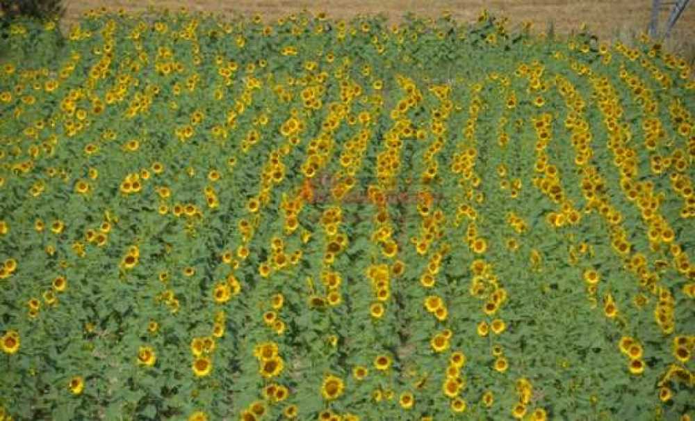 Ayçiçeği Tarlaları Çorlu`yu Sarıya Boyadı