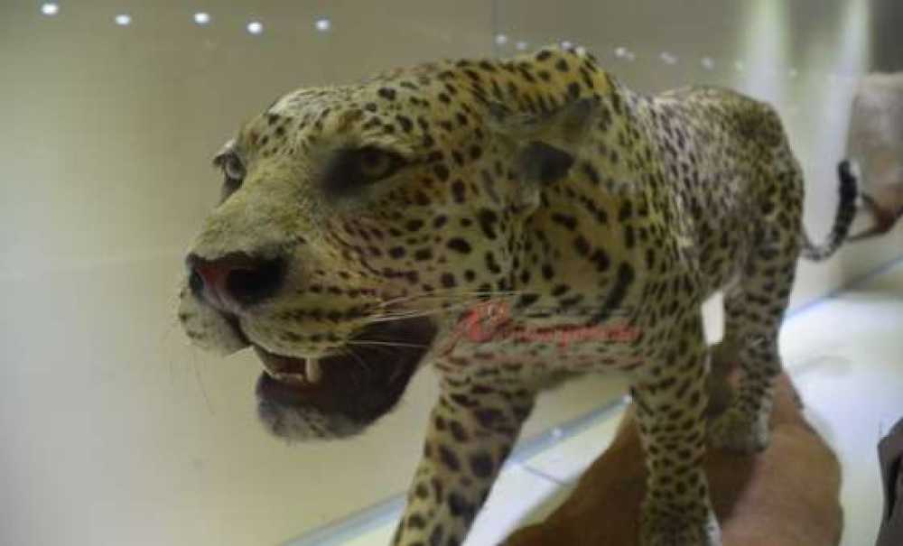 Sanat Kokan Hastane (Görüntülü Haber)