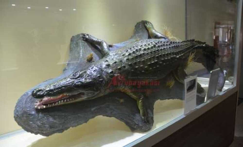 Sanat Kokan Hastane (Görüntülü Haber)