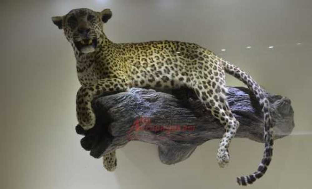 Sanat Kokan Hastane (Görüntülü Haber)