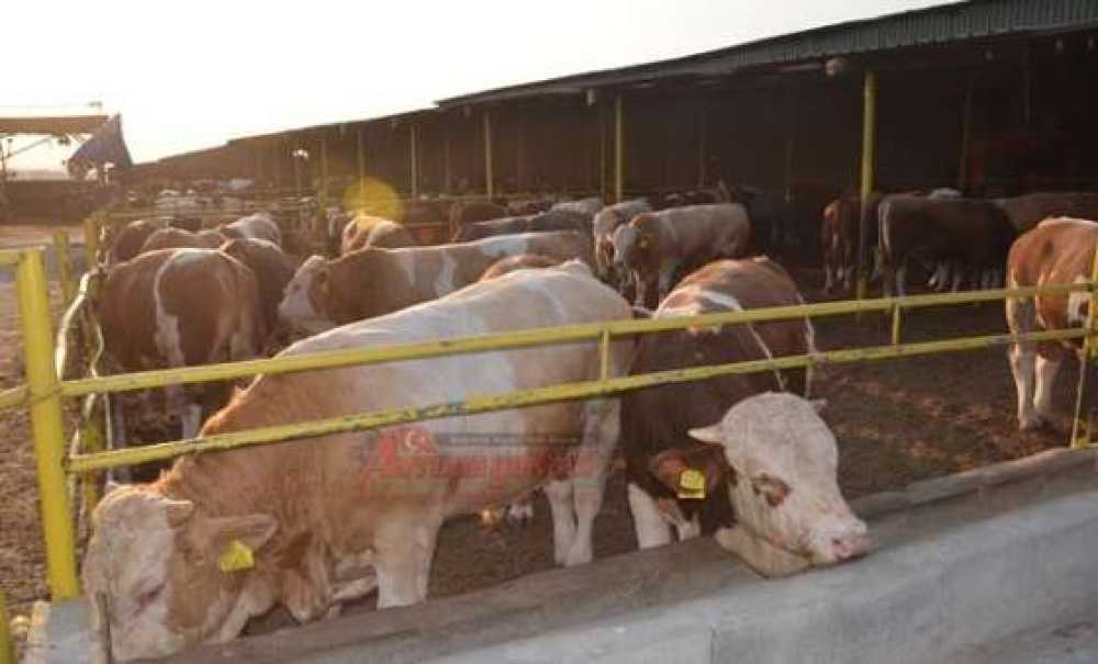 Nevzat İzgi Tarım Ve Hayvancılıktan Profesyonel Hizmet