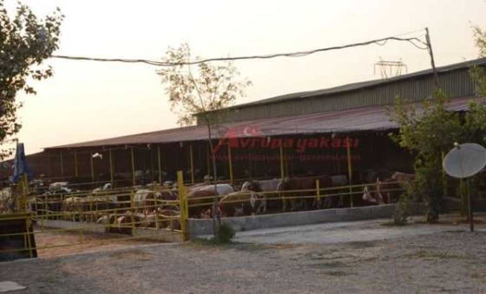 Nevzat İzgi Tarım Ve Hayvancılıktan Profesyonel Hizmet