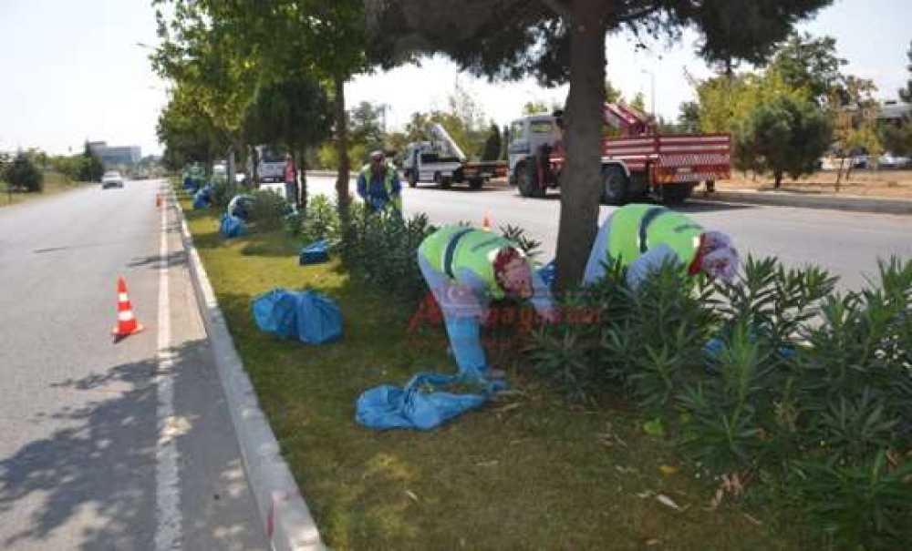 Park Ve Bahçelerden Bakım