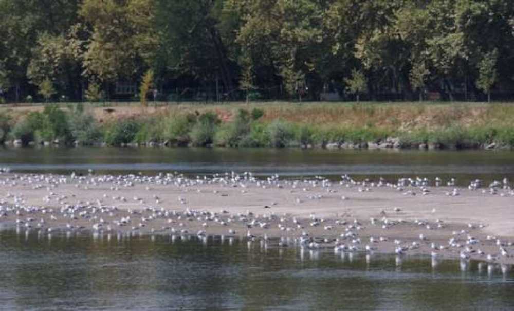 Meriç Ve Tunca Nehri'nde Temizlik Çalışması