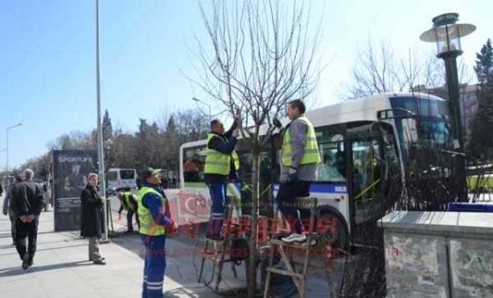 Ağaçlar Budanmaya Başladı