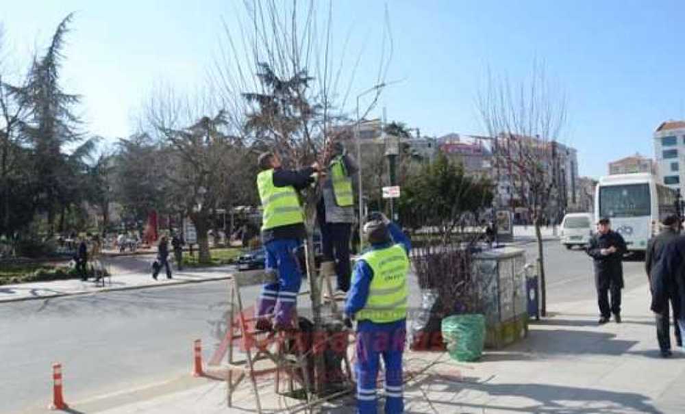 Ağaçlar Budanmaya Başladı