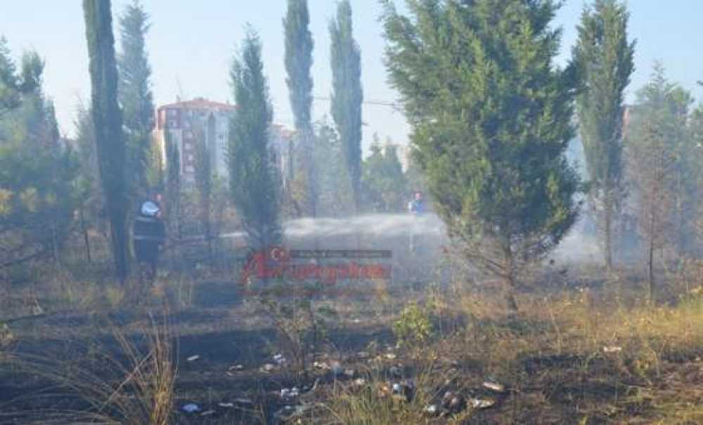 Ağaçlandırma Alanında Yangın