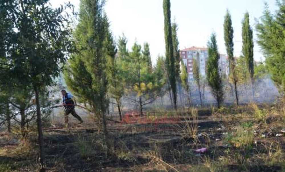 Ağaçlandırma Alanında Yangın