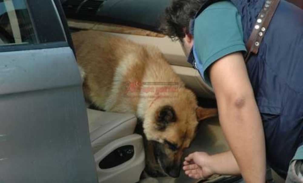 Çorlu'da Yarım Kilo Eroin Ele Geçirildi