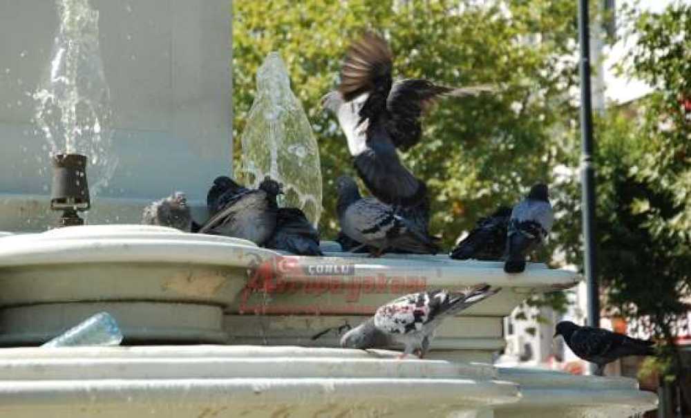 Sıcak Hava Hayvanları Da Bunalttı