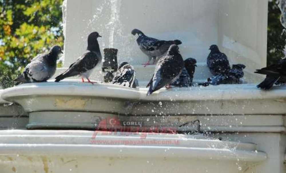 Sıcak Hava Hayvanları Da Bunalttı