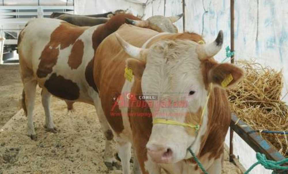 Çorlu Kom Ekiplerinden Önemli Operasyon