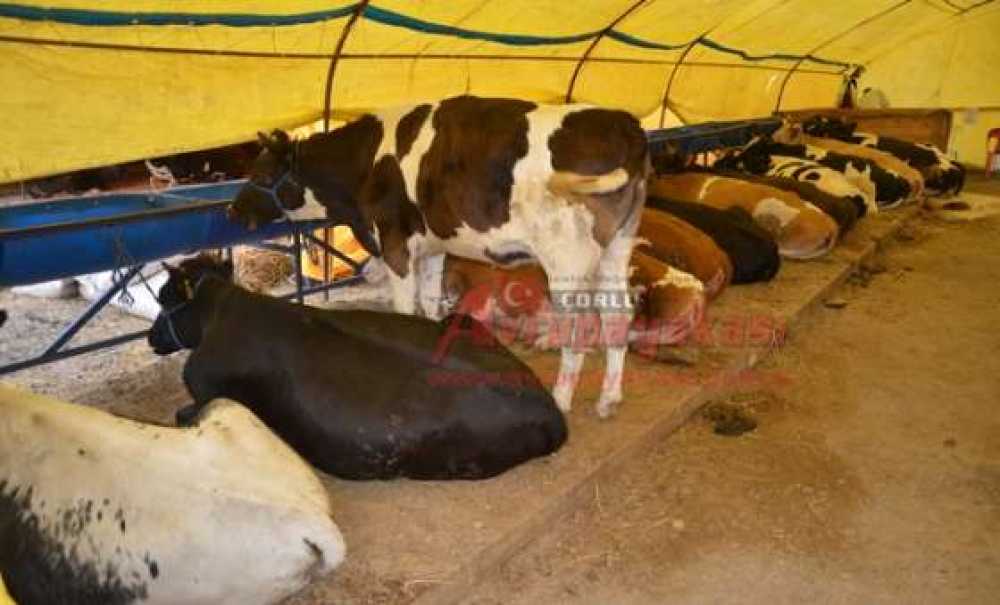 Kurban Pazarı Açıldı