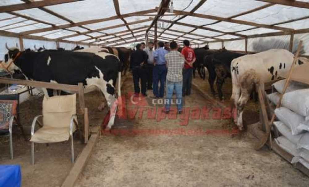 Kurban Pazarı Açıldı