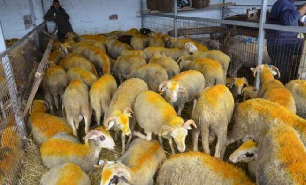 Tuik Tekirdağ`daki Sığır, Koyun Ve Keçi Sayısını Açıkladı