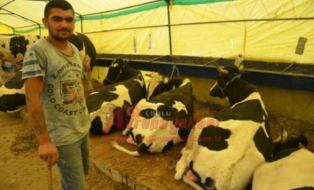 Ne Alan Ne Satan Memnun