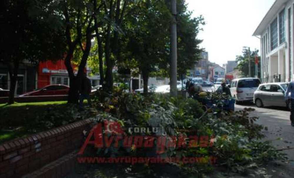 Ağaçlar Budanıyor