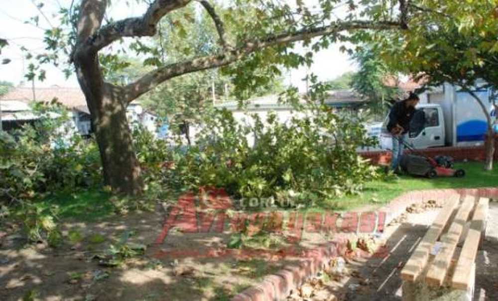 Ağaçlar Budanıyor