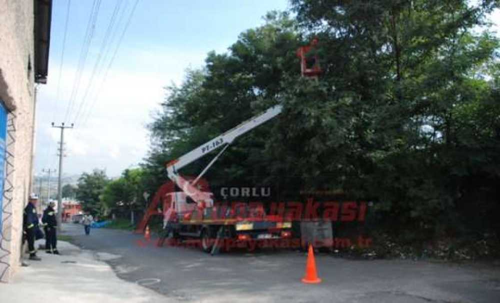 Ağaçlar Budanıyor