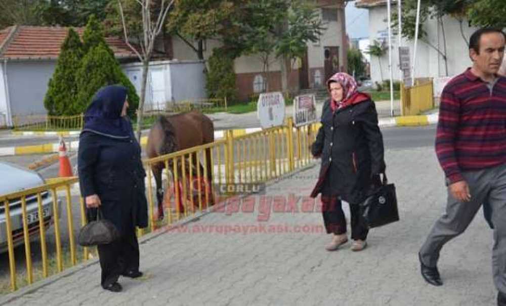 Başıboş Atlar Çorlu Caddelerinde Geziyor