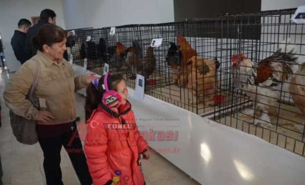 Çorlu'da 10 Bin Kişilik Festival